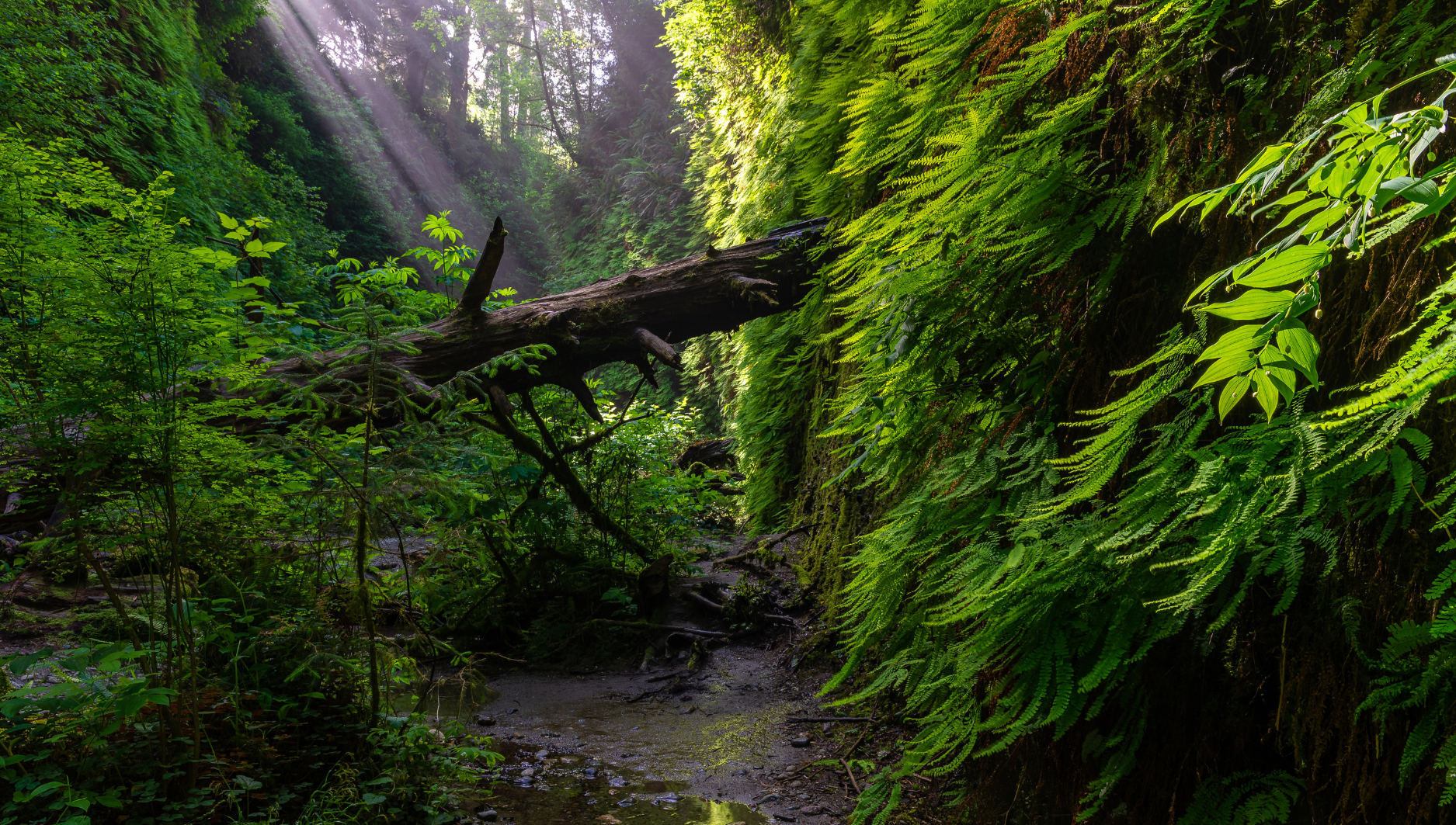 Prairie Creek Redwoods State Park: 