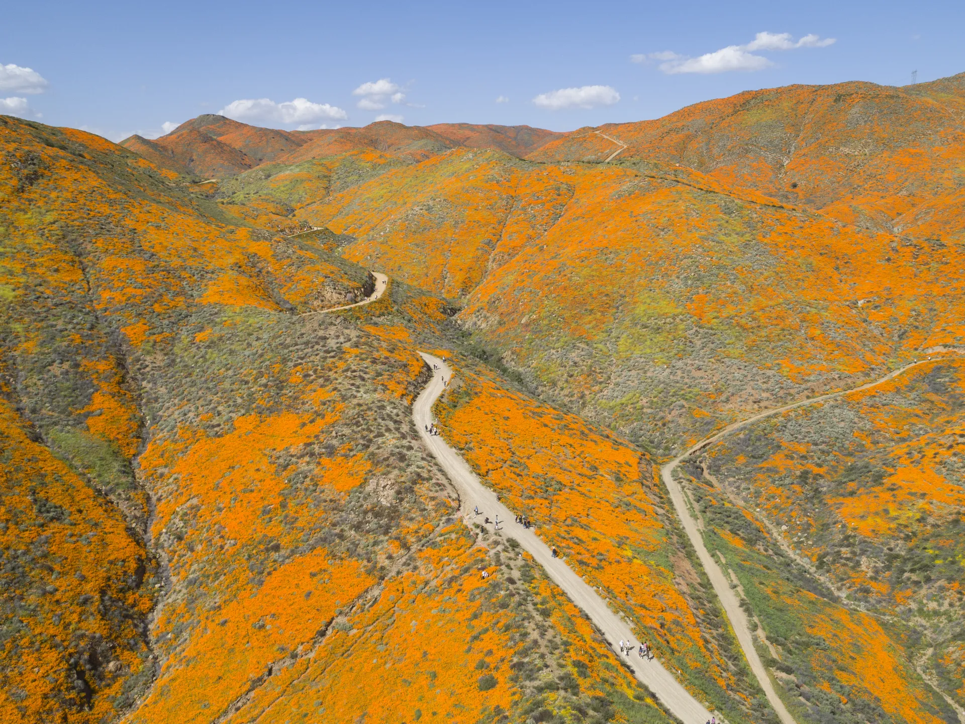 Antelope Valley California Poppy Reserve State Natural Reserve: 