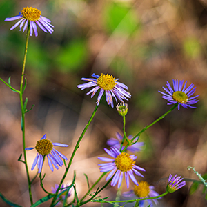 Pacific Aster (Symphyotrichum chilense) 