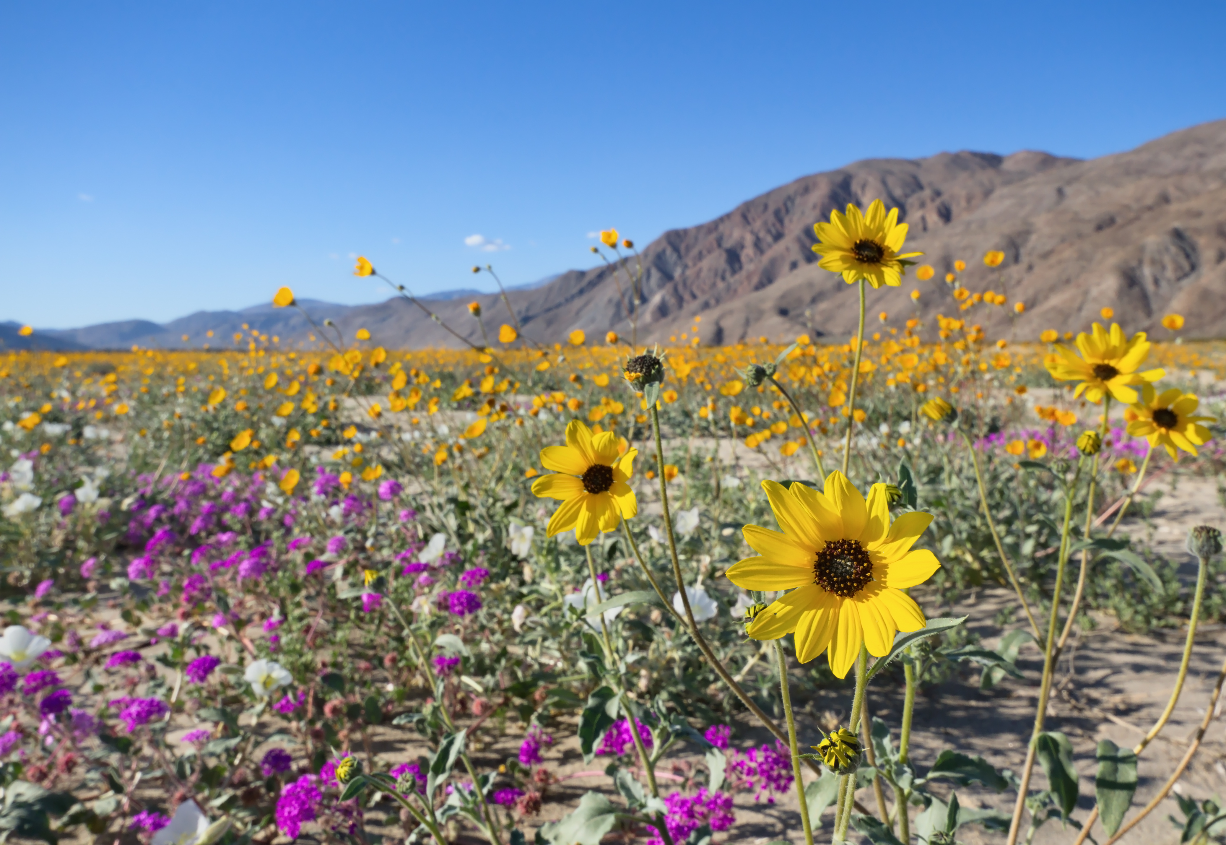 Wildflowers Anza-Borrego Desert State Park