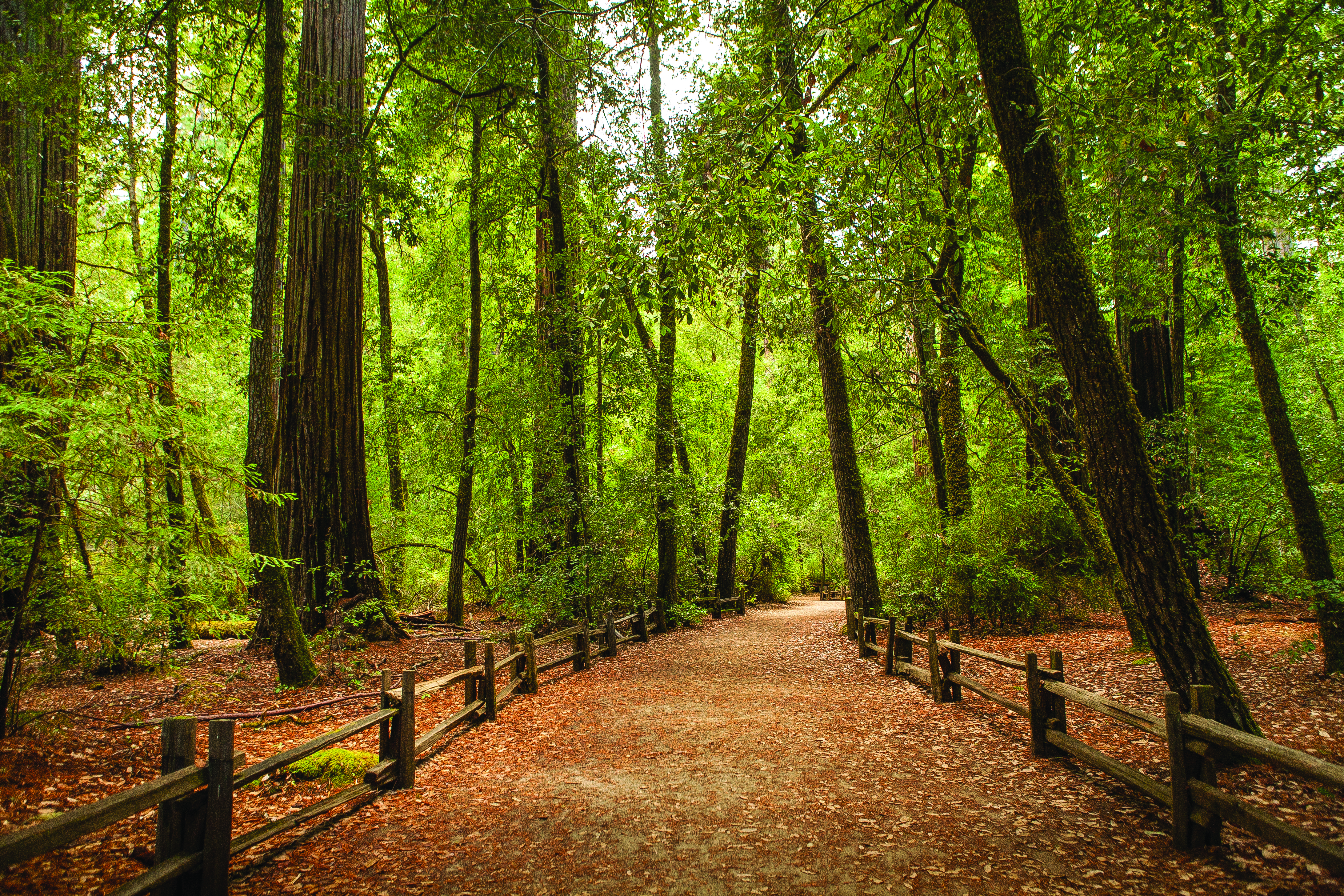 Big Basin Redwoods State Park