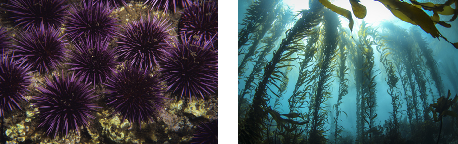 urchin and kelp forest