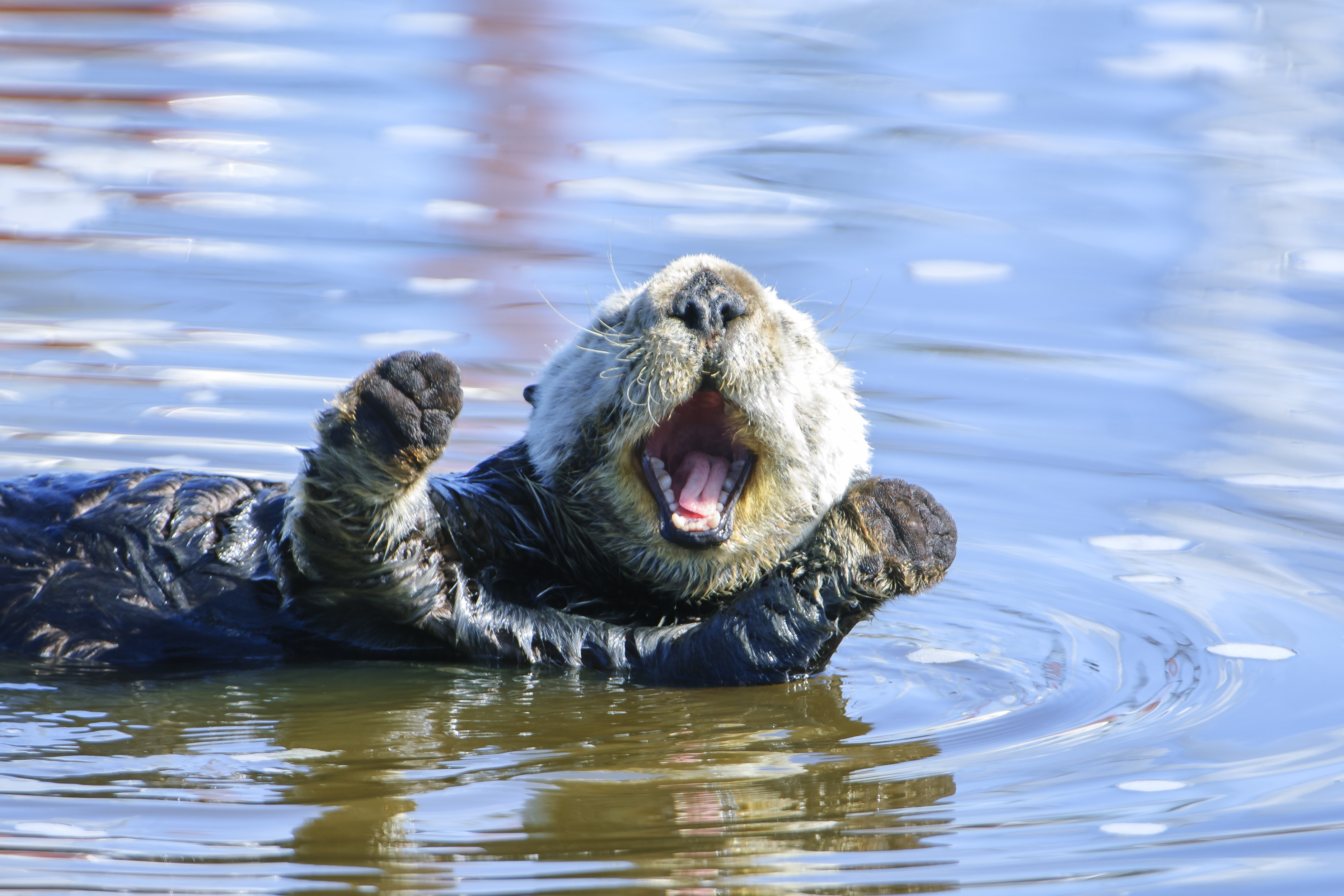 happy otter