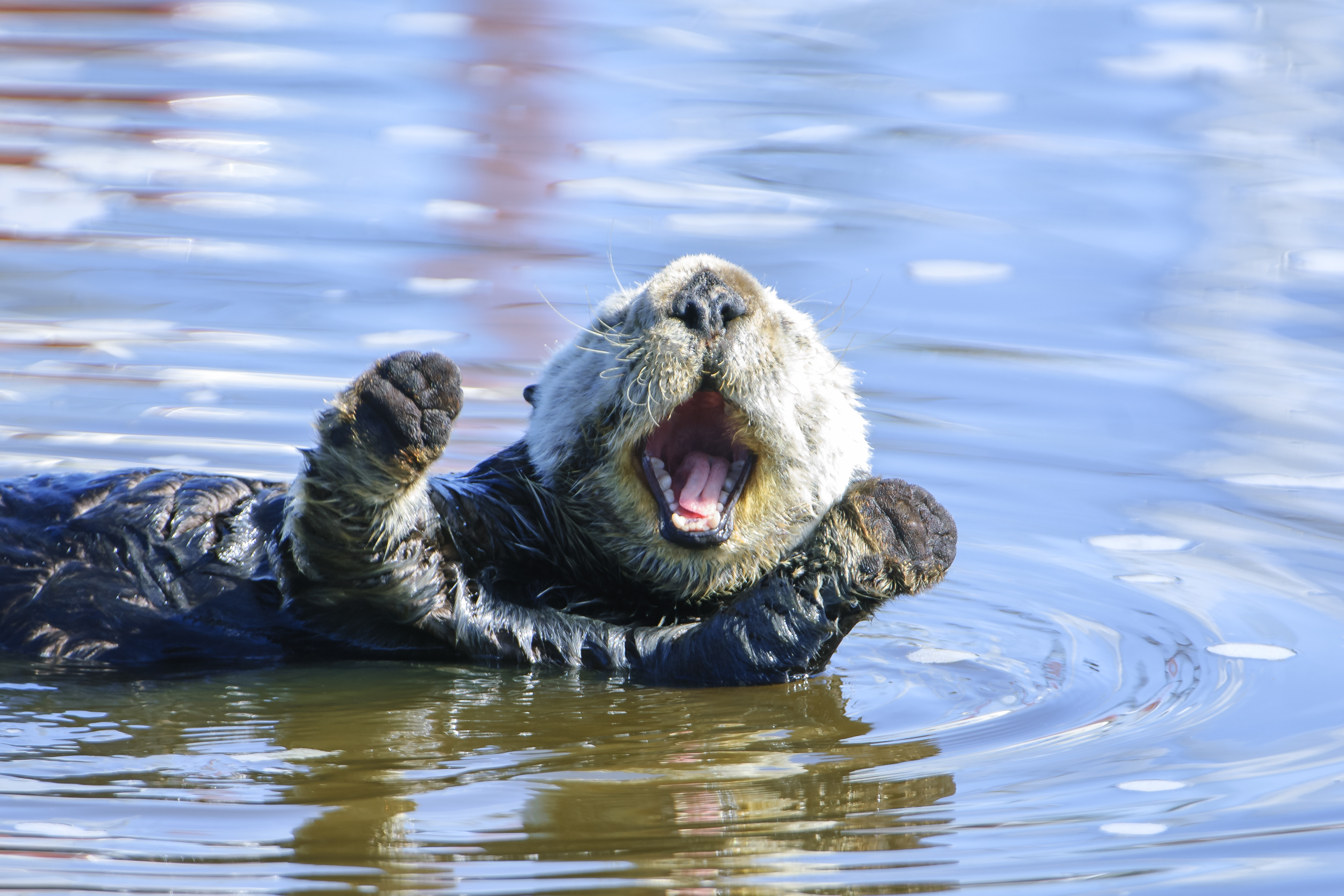 otters