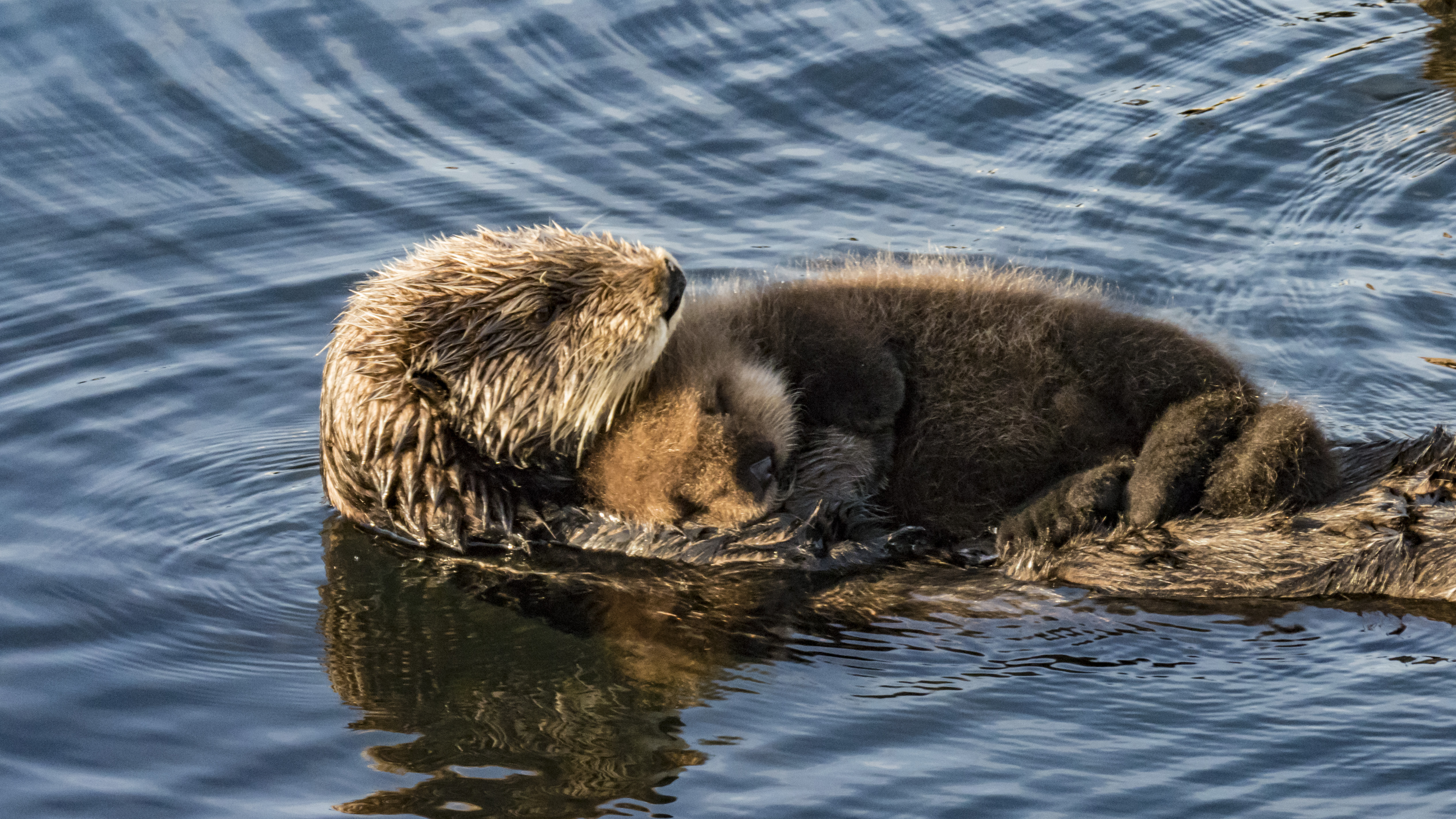 Sea Otter Holding Pup