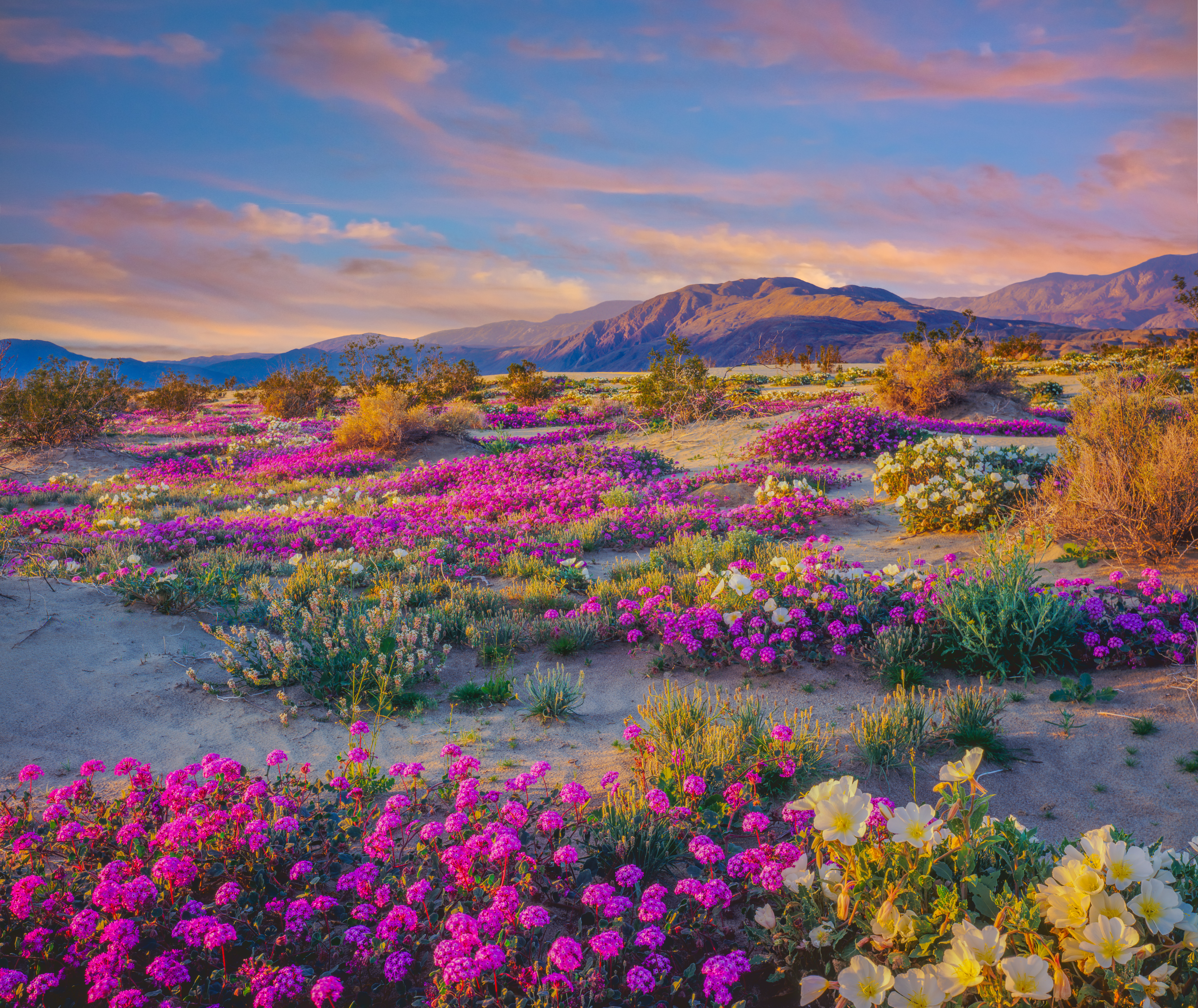 Anza-Borrego Desert SP purple flowers_stock.jpg Anza Borrego Flowers