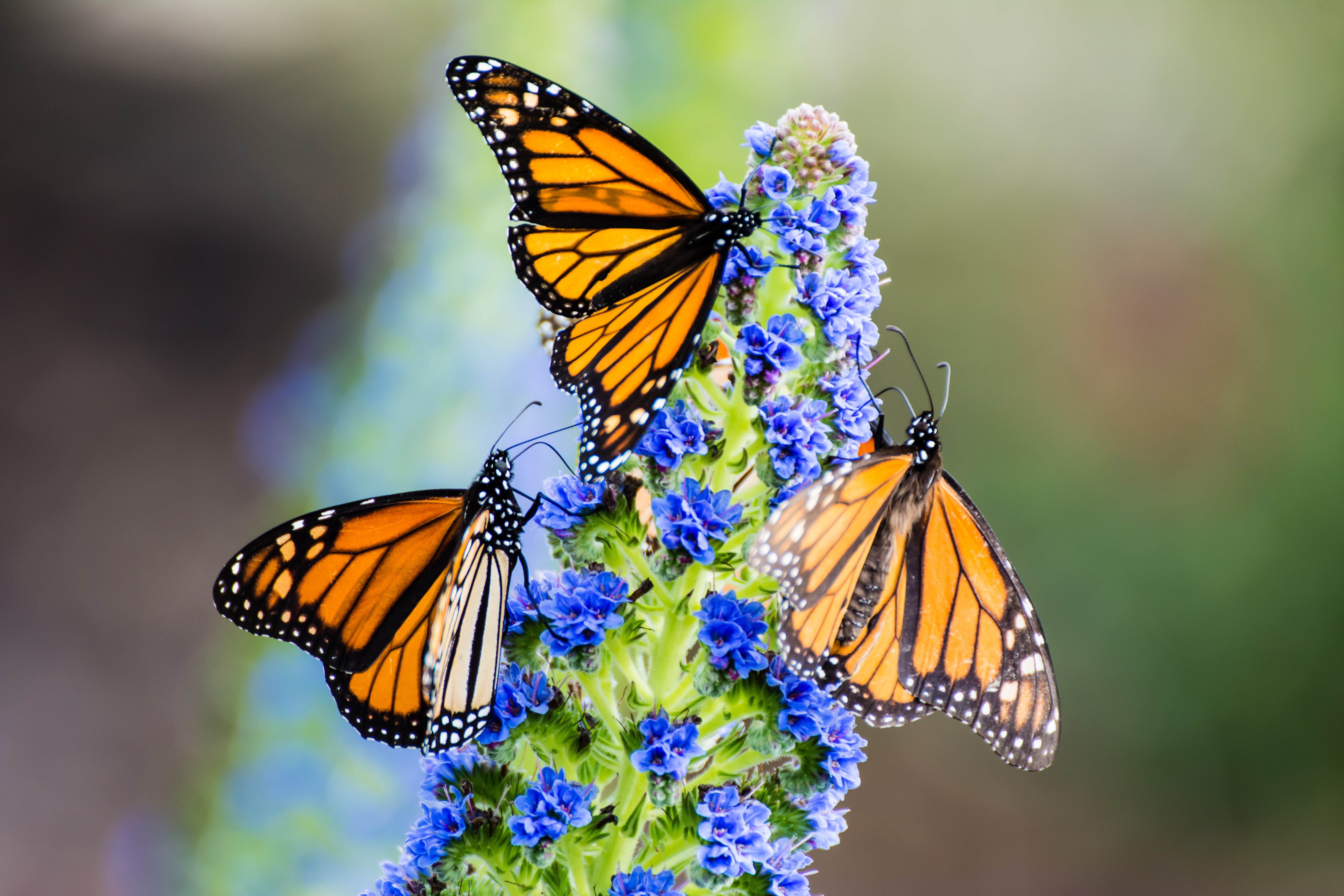 Shaykalah iStock-618755418.jpg Butterfly