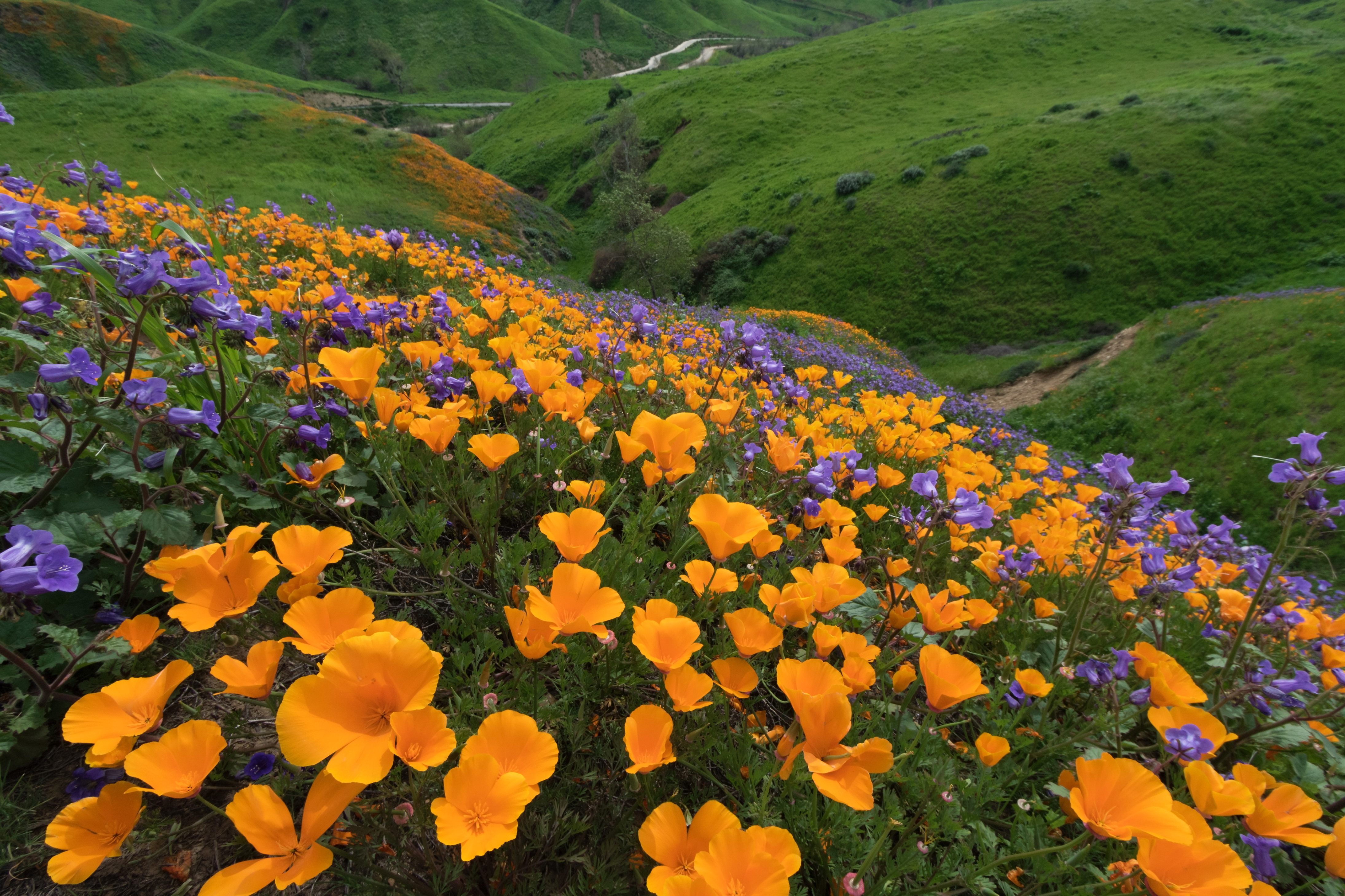 Chino Hills Wildflowers