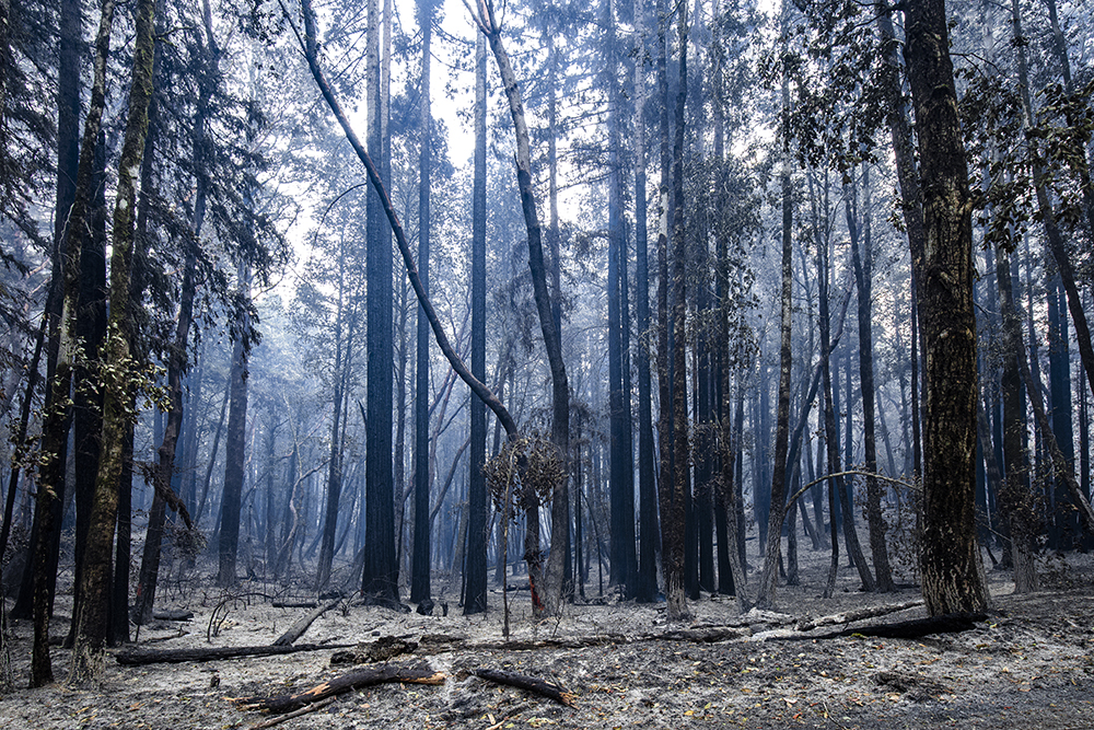 Big Basin Redwoods State Park after the 2020 wildfires