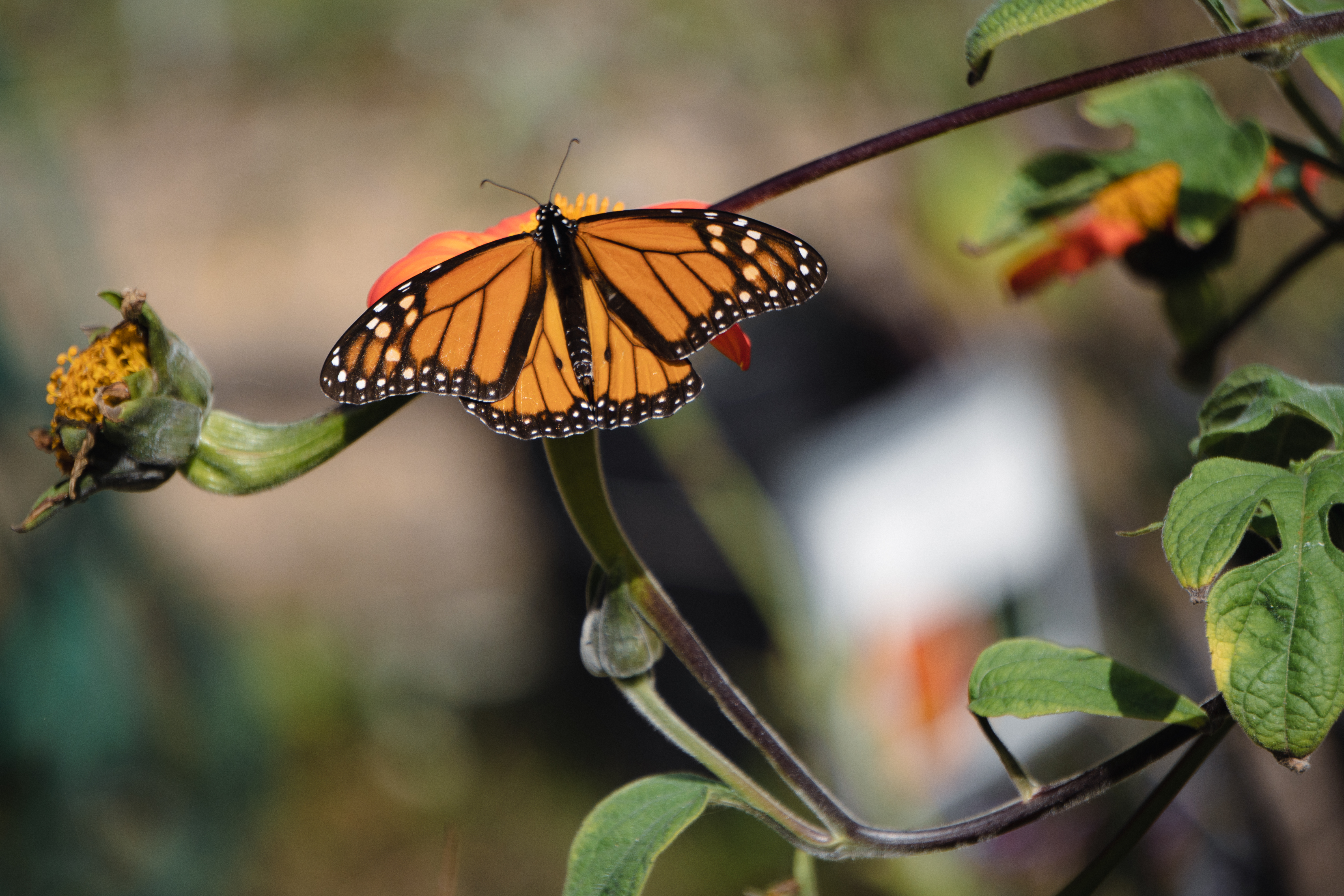 Monarch at Natural Bridges State Beach