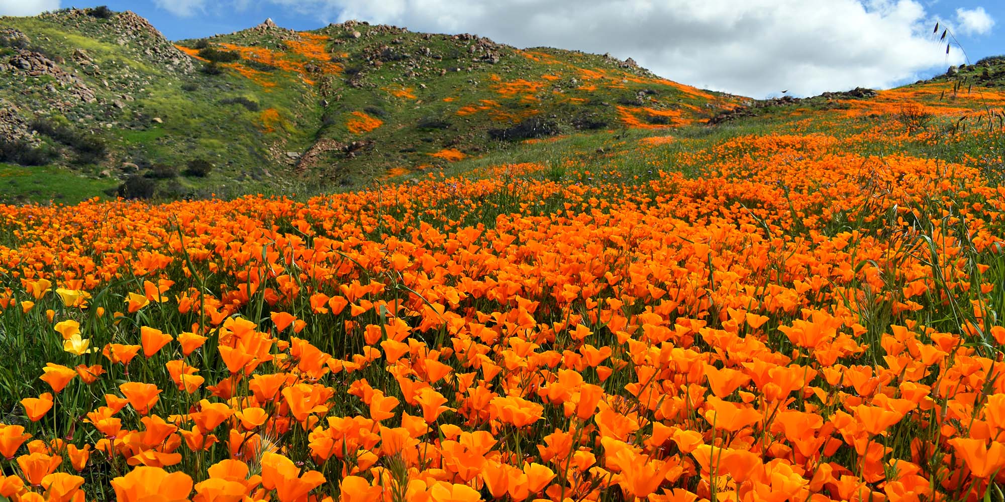 Antelope Valley California Poppy Reserve State Natural Reserve during a super bloom.