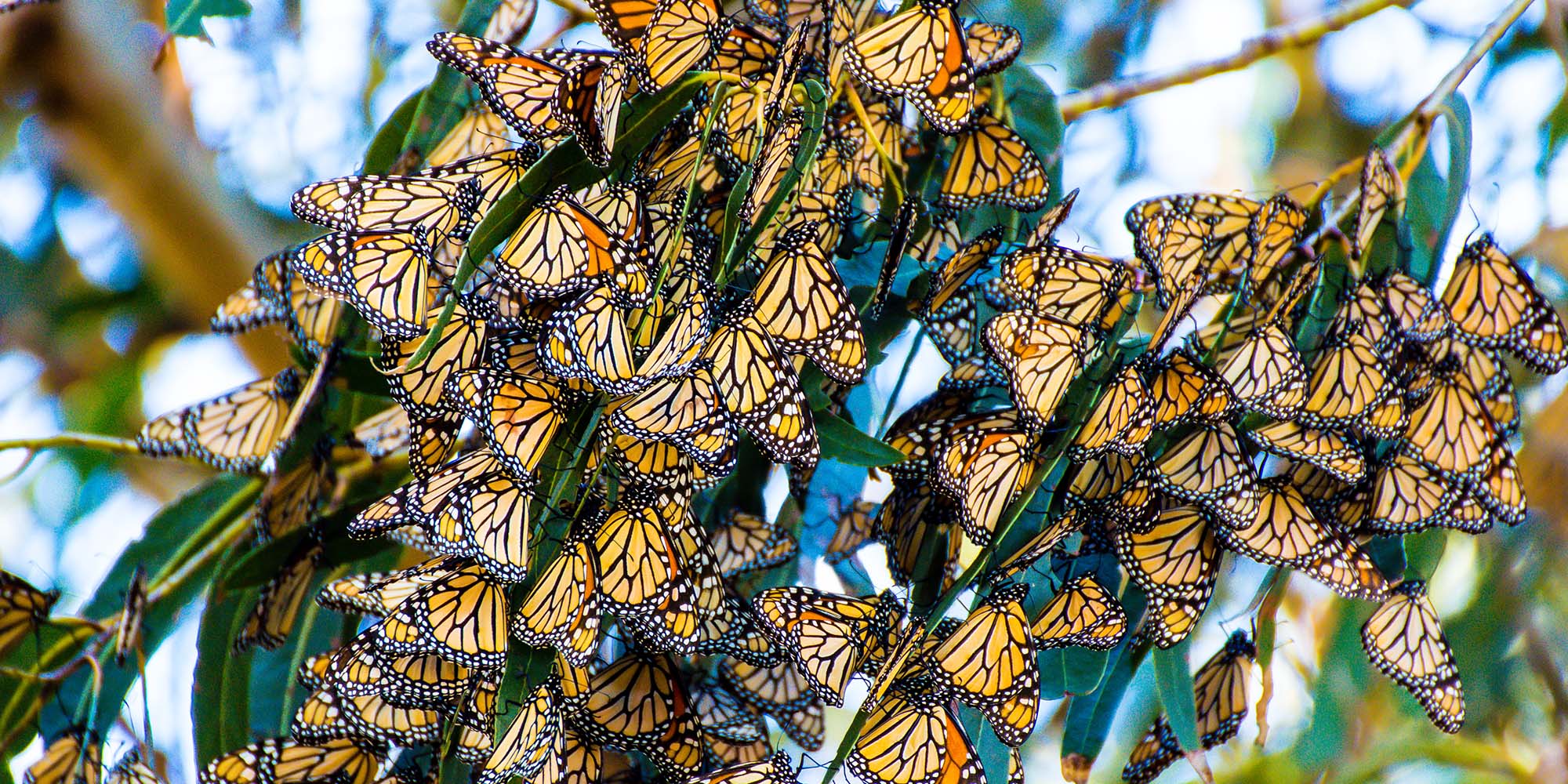 Monarch cluster at Lighthouse Field State Beach