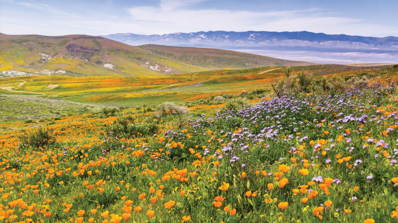 Antelope Valley California Poppy Reserve State Natural Reserve during a wildflower bloom.