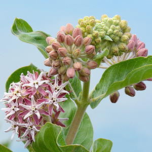 Showy Milkweed