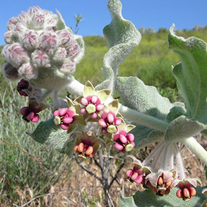 California Milkweed