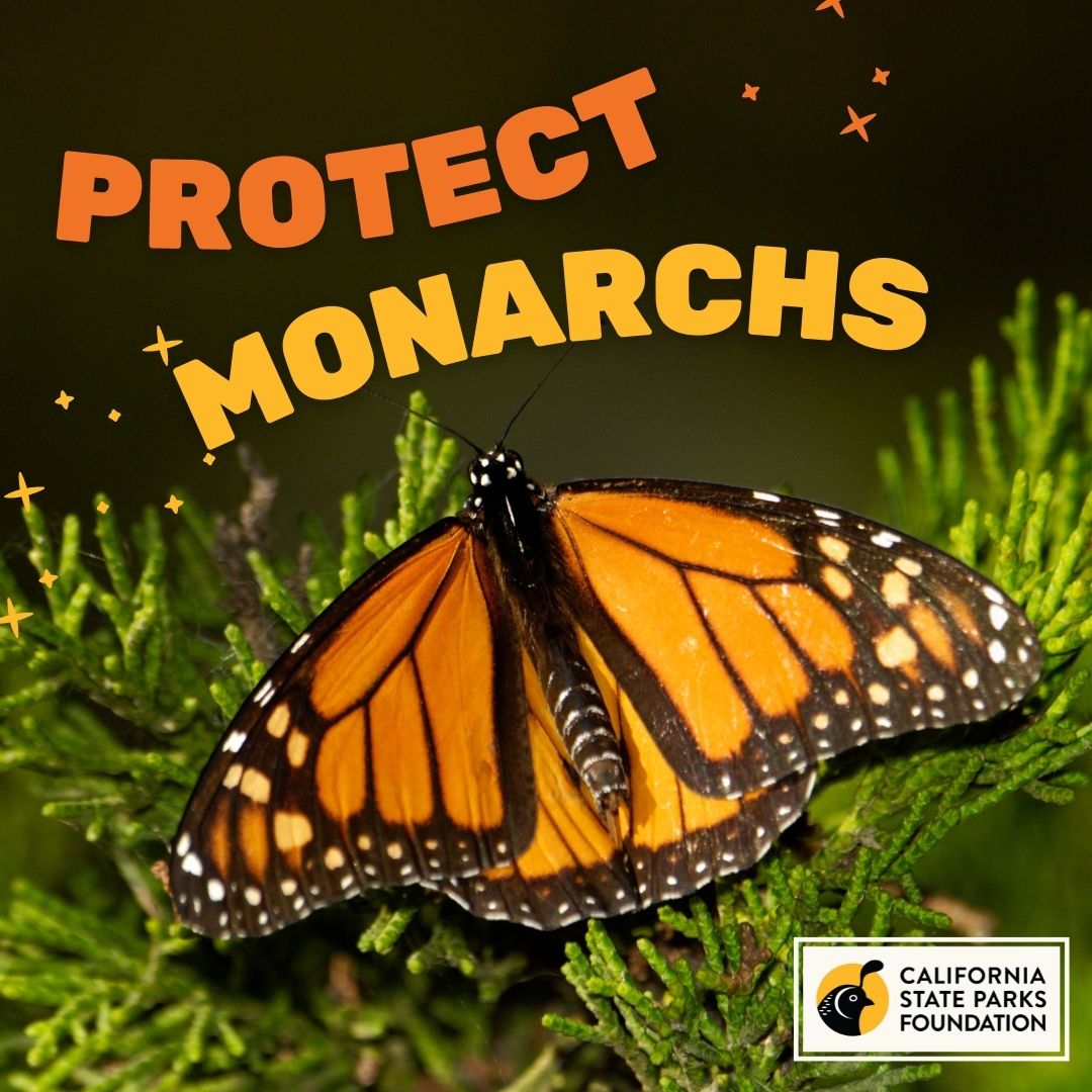 Protect the Monarchs