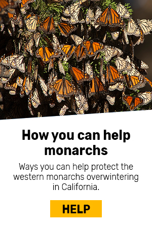 How you can help monarchs