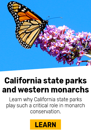 California state parks western monarchs