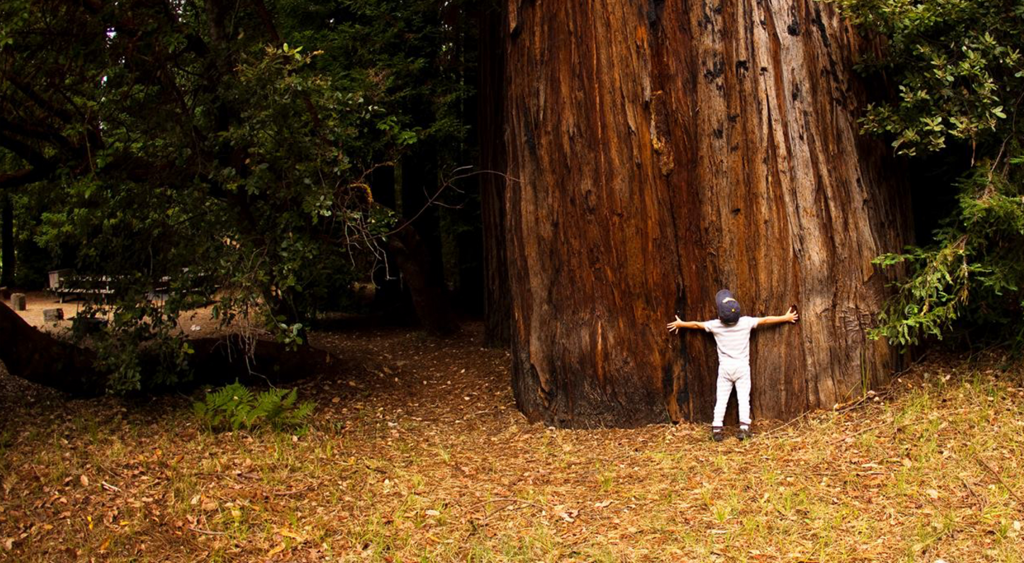 Small child hugging redwood tree.
