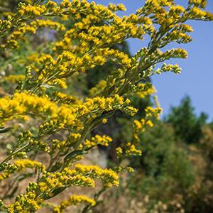 California goldenrod (Solidago velutina ssp. californica)