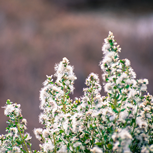 Coyote brush (Baccharis pilularis)