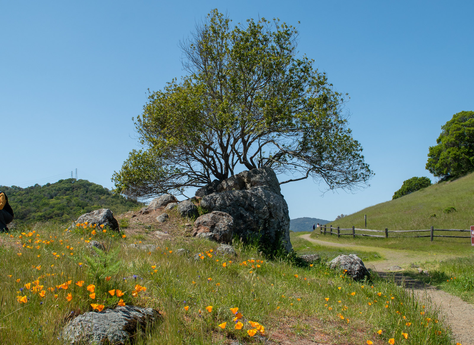 The Turtle Back Nature Trail at China Camp State Park | Photo by Don Barrett. https://flic.kr/p/2oEwj8S 