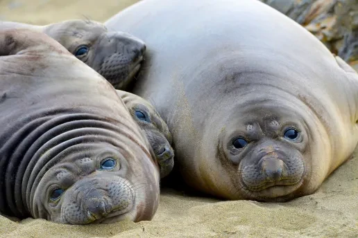 seals