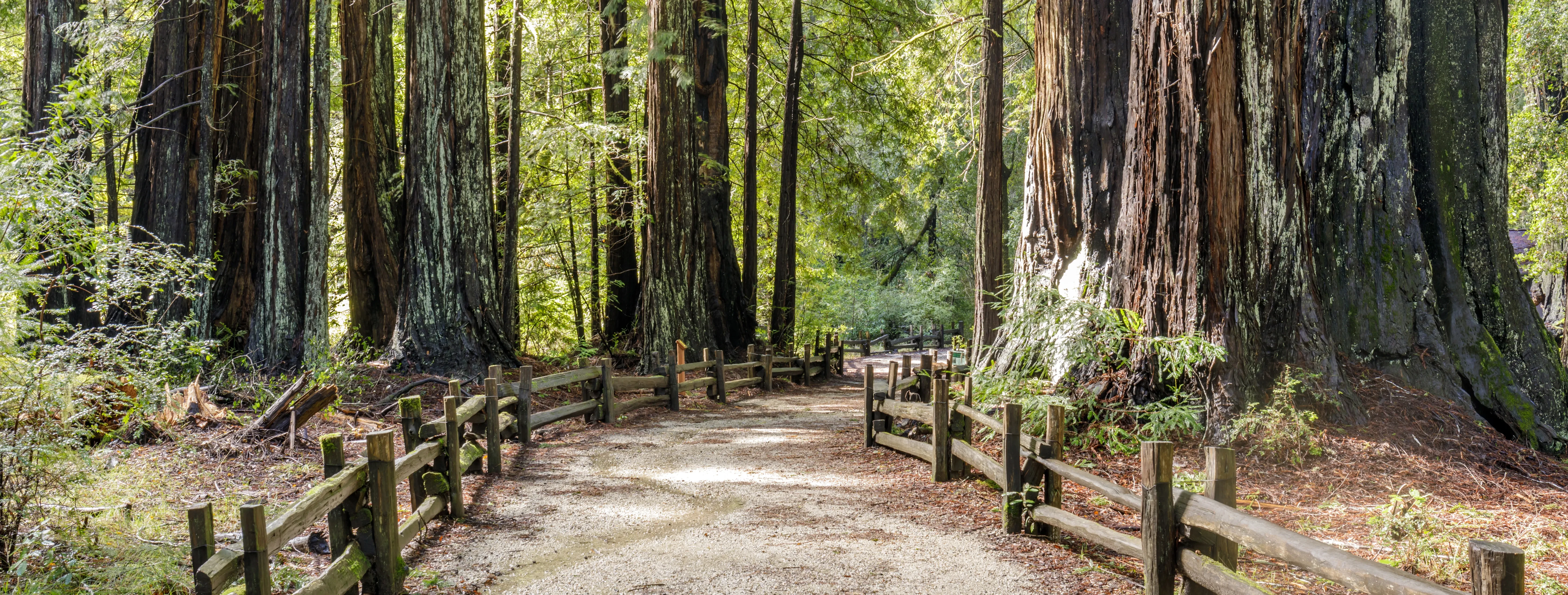 Trail Big Basin Redwoods State Park
