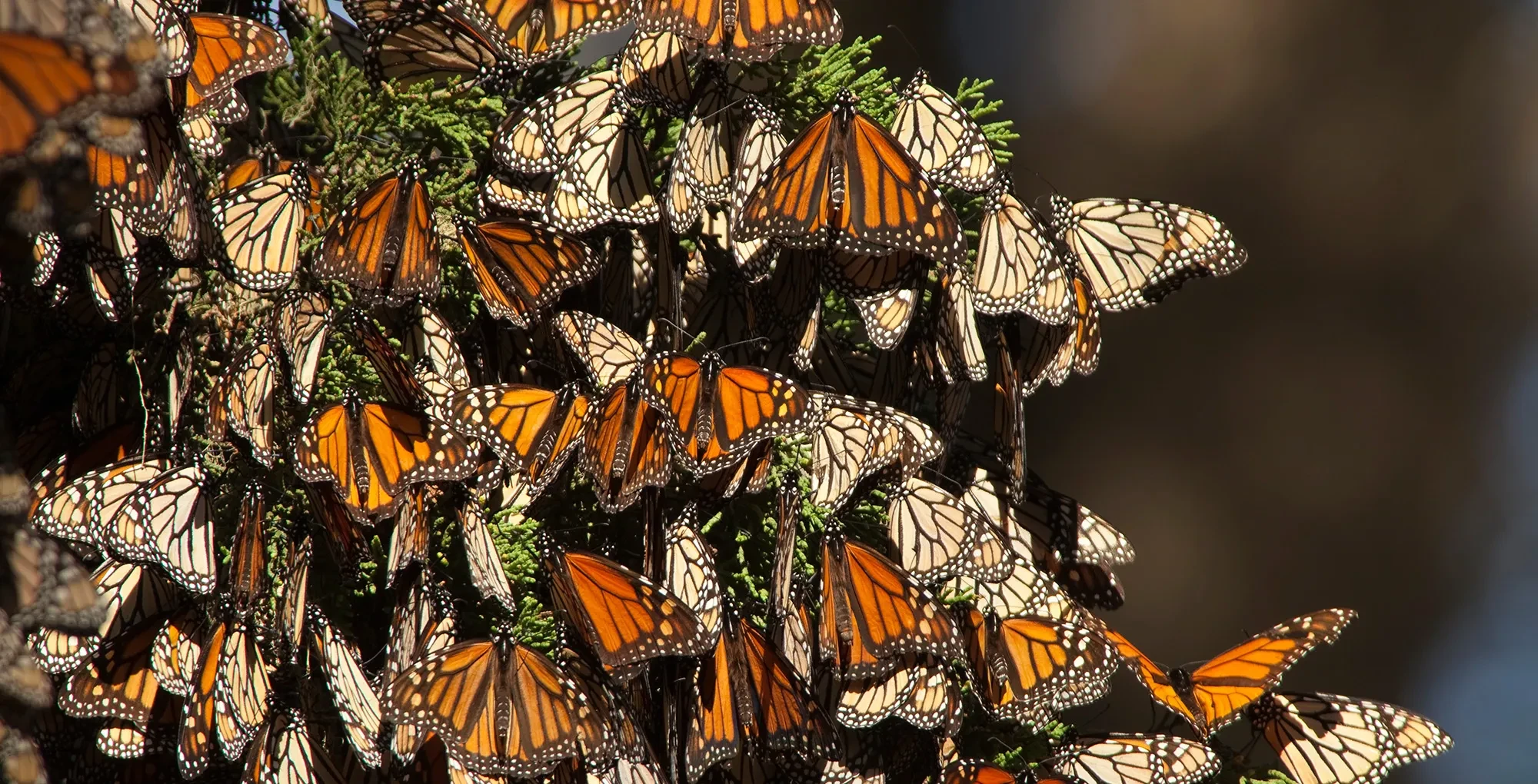 Monarch at Natural Bridges State Beach