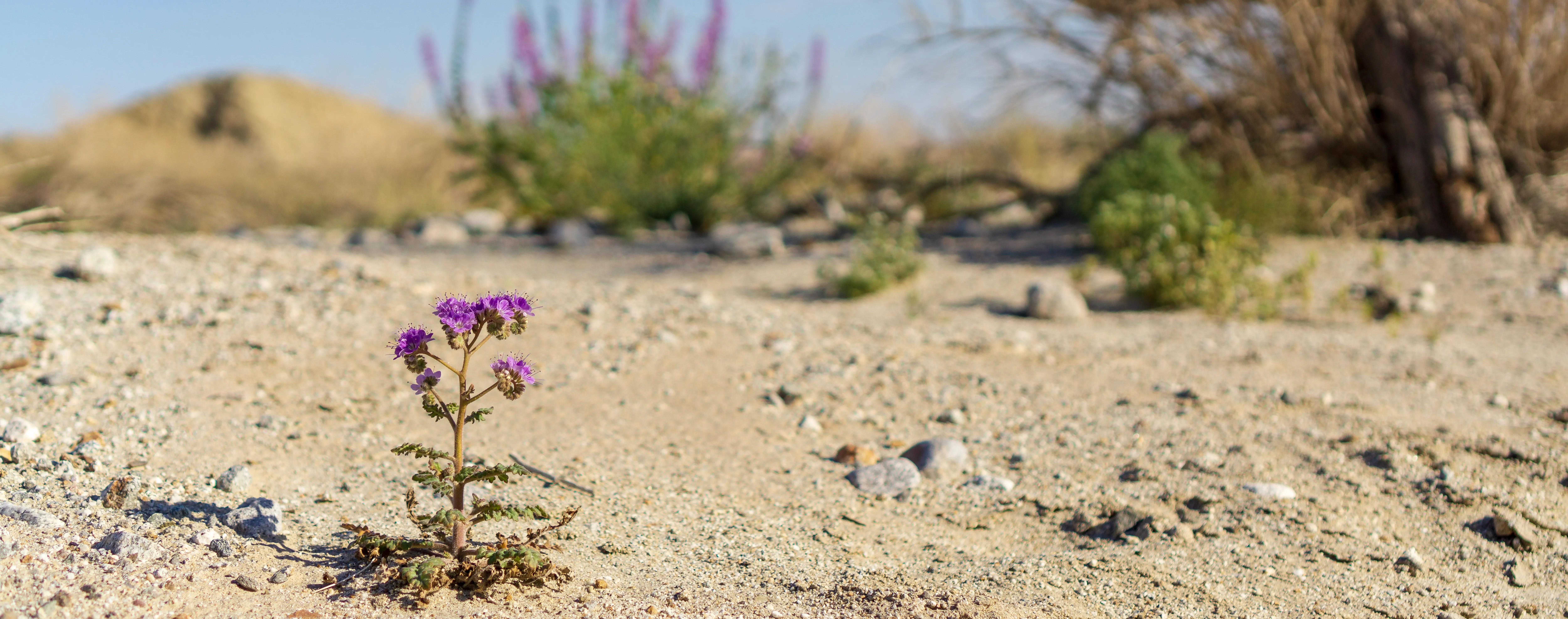 Anza Borrego Desert State Park