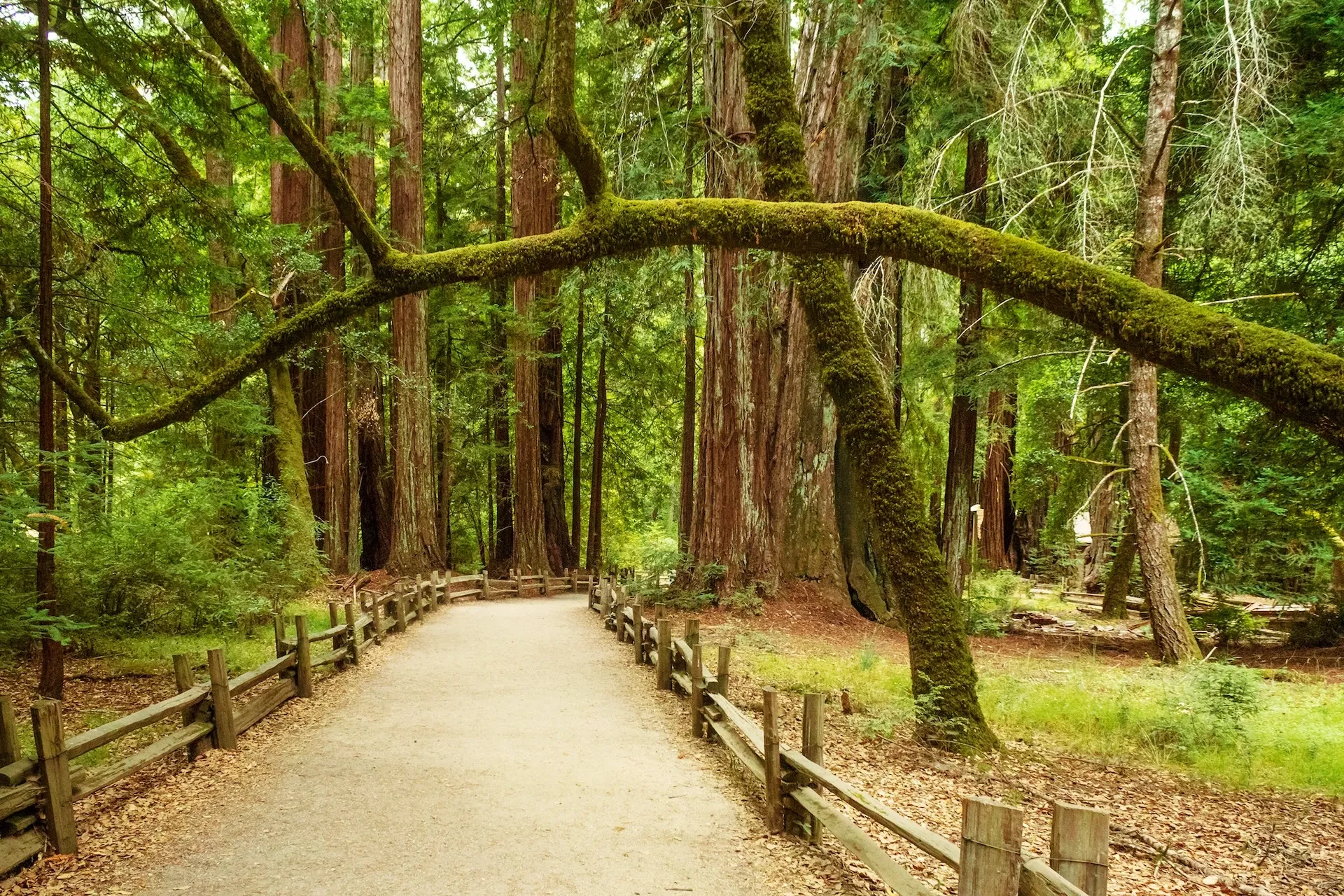 Henry Cowell Redwoods State Park