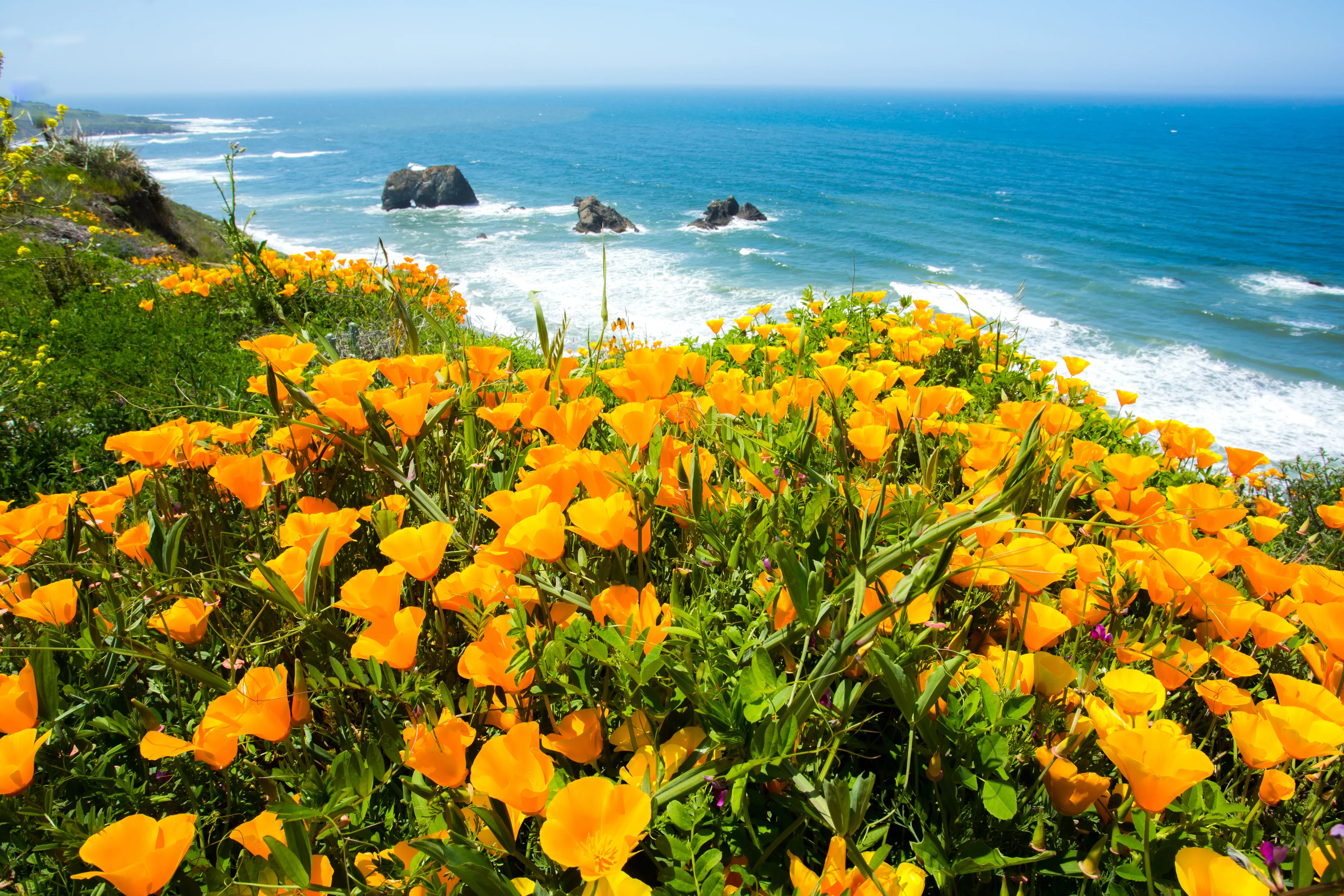 Mendocino Headlands State Park
