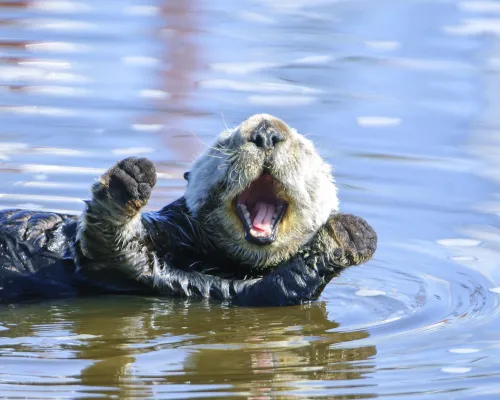 Happy sea otter
