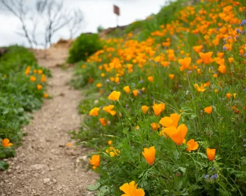 Poppies at Malibu Creek State Park