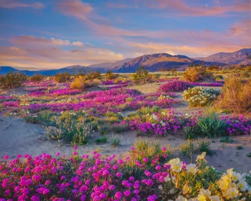 Anza Borrego Flowers