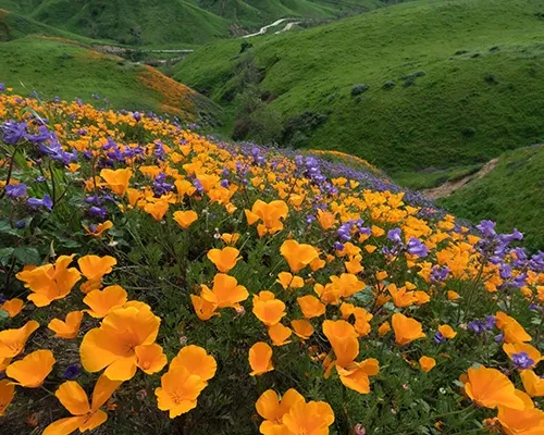 Chino Hills State Park