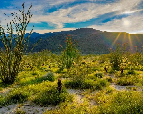 Anza Borrego Sunset in Spring Web