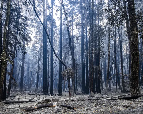 Big Basin Redwoods State Park after the 2020 wildfires