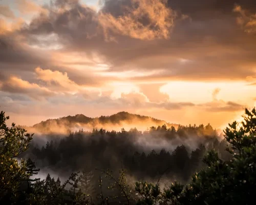 Big Basin Redwoods State Park at Sunset