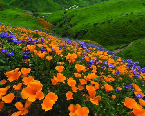 Chino Hills State Park wildflowers