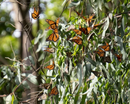Monarch cluster Natural Bridges State Park