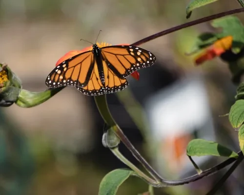 Monarch at Natural Bridges State Beach