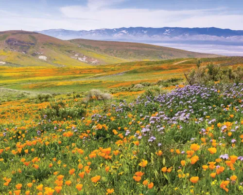 Antelope Valley California Poppy Reserve State Natural Reserve during a wildflower bloom. 
