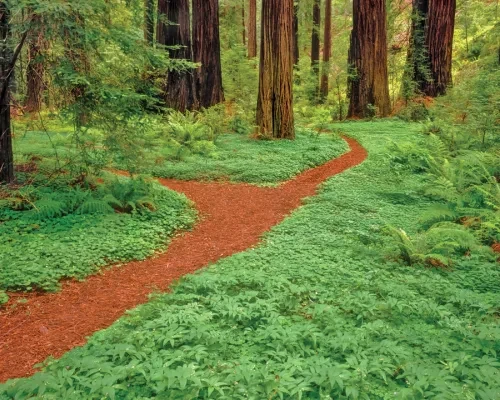 Redwoods maintenance