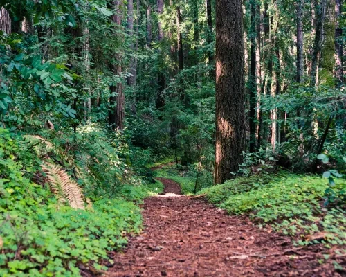 Henry Cowell Redwoods 