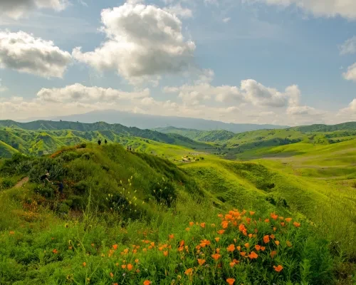 Chino Hills State Park wild flowers 