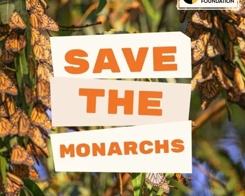 Save the Monarchs