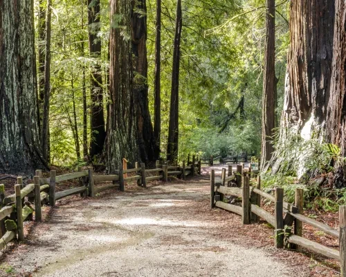 Trail Big Basin Redwoods State Park