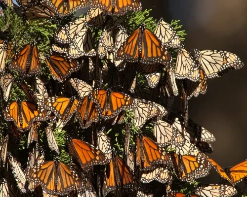 Monarch at Natural Bridges State Beach