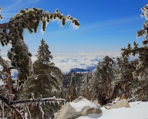 Mount San Jacinto State Park in the winter. 